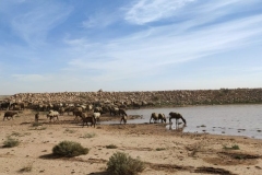IMG-20221025-WA0011