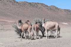 tissint-1